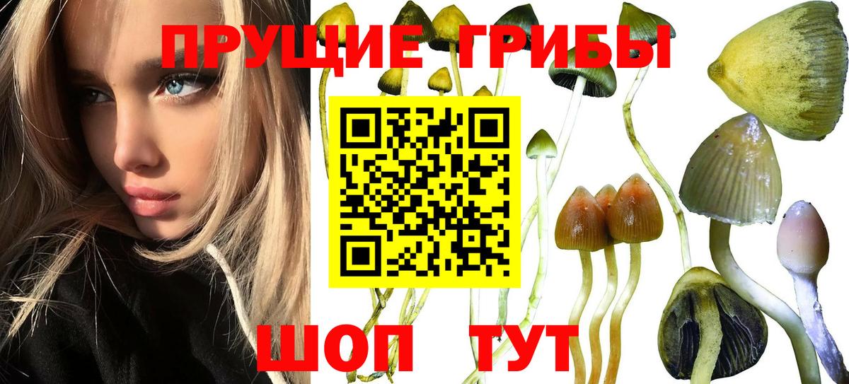 Галлюциногенные грибы Psilocybe  Вход с VPN  Галлюциногенные грибы Cubensis  Бугуруслан 